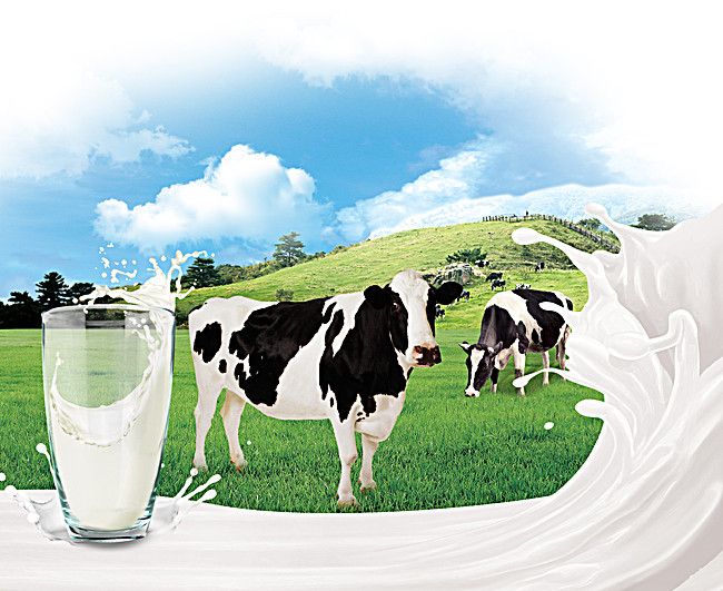 Dairy Supply